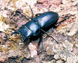 �����E�L���E�R�N���K�^