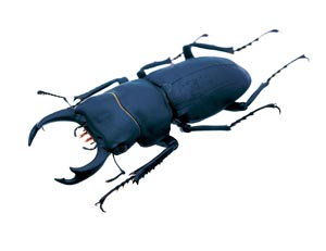 �q���I�I�N���K�^