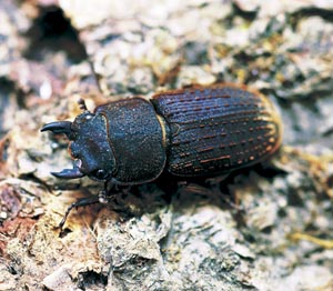 ���}�g�T�r�N���K�^