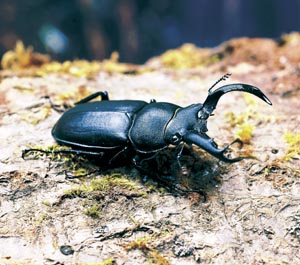 �A�}�~�V�J�N���K�^