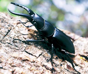 �n�`�W���E�m�R�M���N���K�^