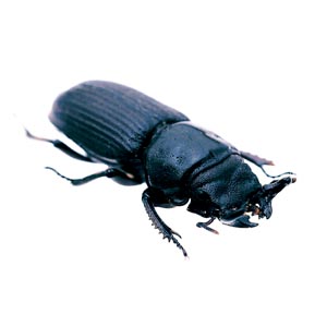 ���C�X�c�m�q���E�^���N���K�^