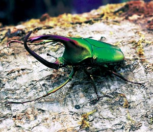 �J�u�g�n�i���O��