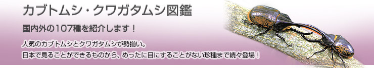 �J�u�g���V�E�N���K�^���V�}��