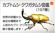 �J�u�g���V�E�N���K�^���V�}��