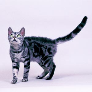 �A�����J�����C�A�[�w�A