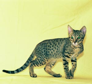 �I�V�L���b�g