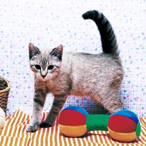 �I���G���^���V���[�g�w�A