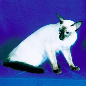 �o���j�[�Y