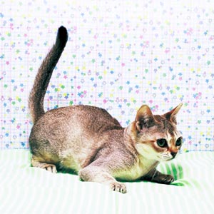 �V���K�v�[��