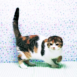 �X�R�e�B�b�V���t�H�[���h