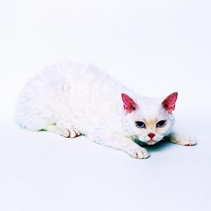 �Z���J�[�N���b�N�X