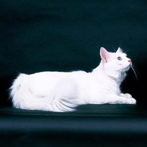 �^�[�L�b�V���A���S��