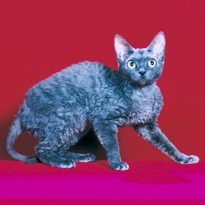 �f�{�����b�N�X