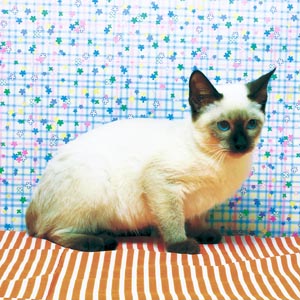 �g���L�j�[�Y