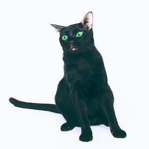 �n�o�i�u���E��