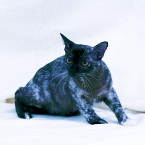 �o�[�~�[�Y