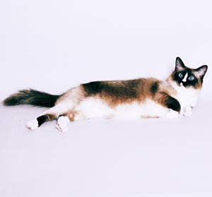 ���O�h�[��