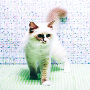 ���K�}�t�B��