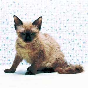 ���p�[��