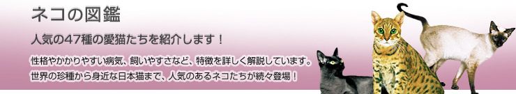 �l�R�̐}��