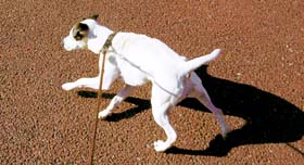 ������̓����ɍ��킹�ĎU������ 1