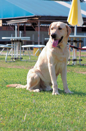 ���u���h�[���E���g���[�o�[