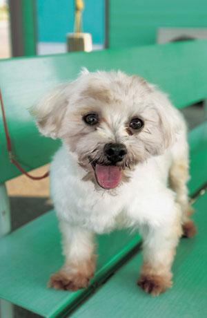 �}���`�[�Y