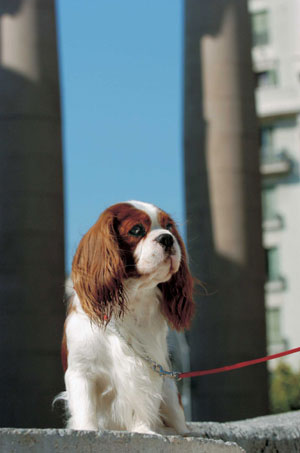 �L���o���A�E�L���O�E�`���[���Y�E�X�p�j�G��