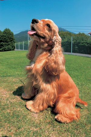 �A�����J���E�R�b�J�[�E�X�p�j�G��