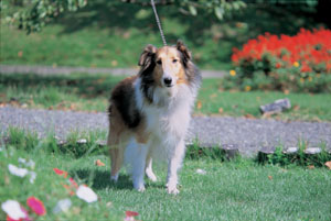 �V�F�b�g�����h�E�V�[�v�h�b�O