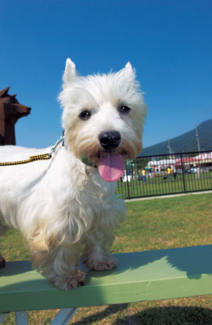 �E�G�X�g�E�n�C�����h�E�z���C�g�E�e���A