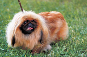 �y�L�j�[�Y