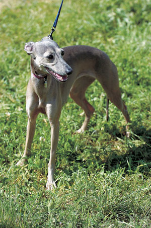 �C�^���A���E�O���[�n�E���h