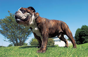 �u���h�b�O