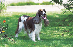 �C���O���b�V���E�R�b�J�[�E�X�p�j�G��