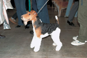 ���C�A�[�E�t�H�b�N�X�E�e���A