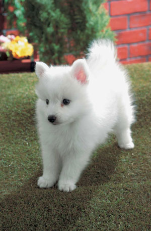 ���{�X�s�b�c