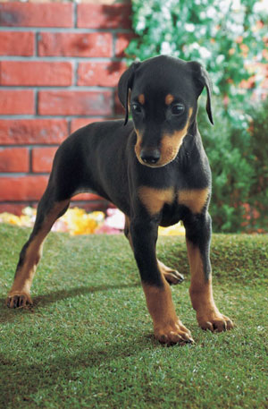 �h�[�x���}��