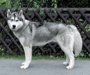 �V�x���A���E�n�X�L�[