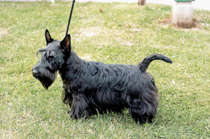 �X�R�e�B�b�V���E�e���A