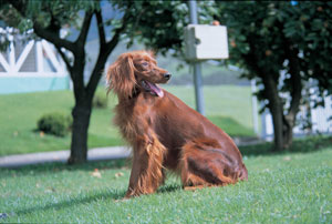 �A�C���b�V���E�Z�^�[