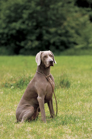 ���C�}���i�[