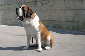 �Z���g�E�o�[�i�[�h