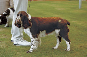 �C���O���b�V���E�X�v�����K�[�E�X�p�j�G��