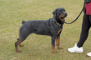 ���b�g���C���[