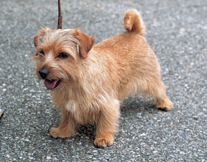 �m�[�t�H�[�N�E�e���A