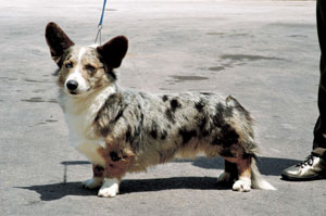 �E�F���V���E�R�[�M�[�E�J�[�f�B�K��