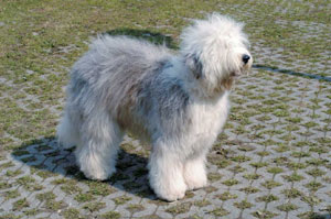 �I�[���h�E�C���O���b�V���E�V�[�v�h�b�O