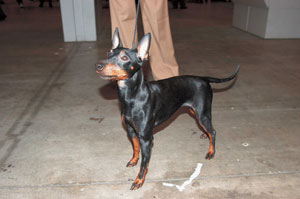 �g�C�E�}���`�F�X�^�[�E�e���A